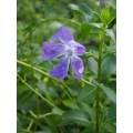 Small Leaf Periwinkle