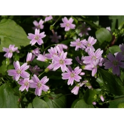Pink Purslane