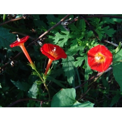 Red Mornin Glory