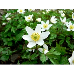 Wood Anemone
