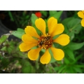 Yellow Bee Flower