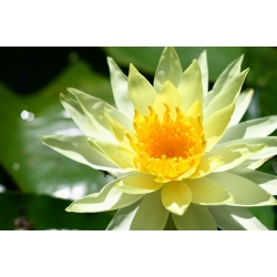 Yellow Lotus
